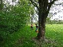 3træer.jpg